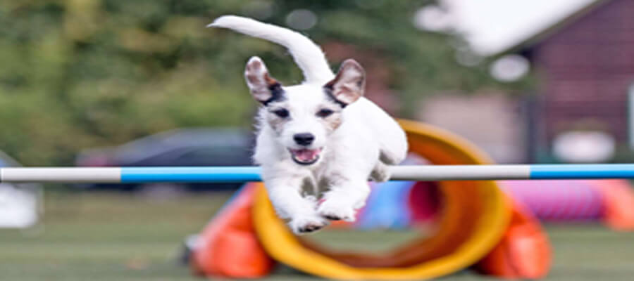 10 Fun Dog Challenges You Can Do at Home